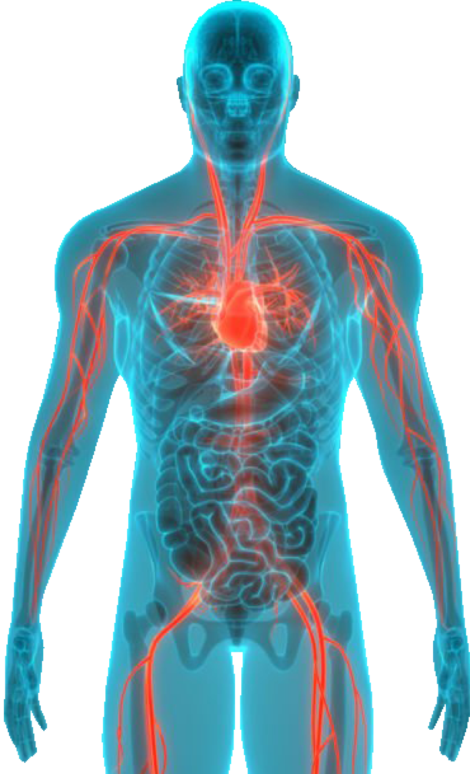 human-body